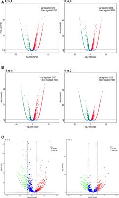 RNA-Seq Technology Reveals the Mechanism of SDT Combined With Novel Nanobubbles Against HCC